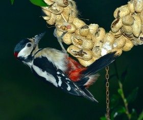 Great Spotted Woodpecker Stock Photo