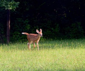 Green frog close-up Stock Photo