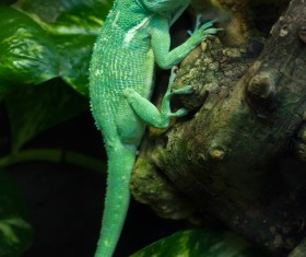 Green gecko on the trunk Stock Photo