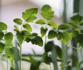Green seedling plant leaves Stock Photo