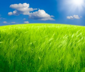 Green wheat Stock Photo