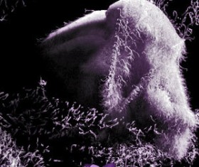 Hair Cloth HD photoshop brushes