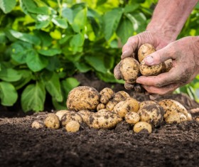 Harvested potatoes Stock Photo