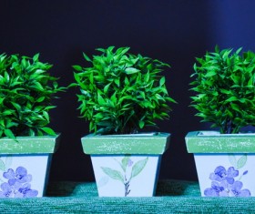 Indoor green potted plants Stock Photo