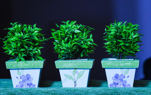 Indoor green potted plants Stock Photo