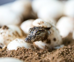 Just hatched out of the small crocodile Stock Photo 01