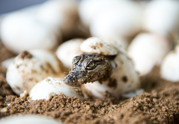 Just hatched out of the small crocodile Stock Photo 01
