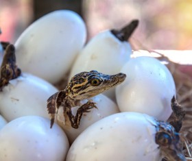 Just hatched out of the small crocodile Stock Photo 02