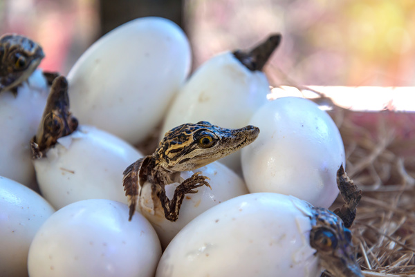 Just hatched out of the small crocodile Stock Photo 02
