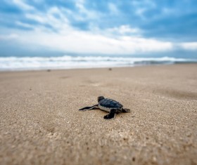 Little turtle home to the road Stock Photo