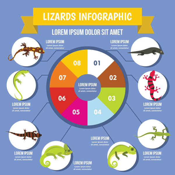 Lizards infographic design vector