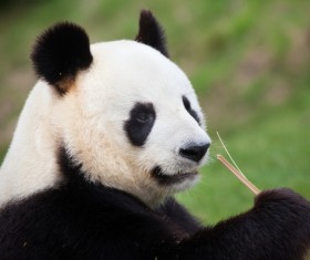 Lovely panda Stock Photo