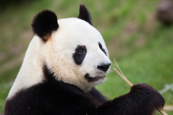 Lovely panda Stock Photo