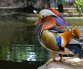 Mandarin duck standing in the river bank Stock Photo