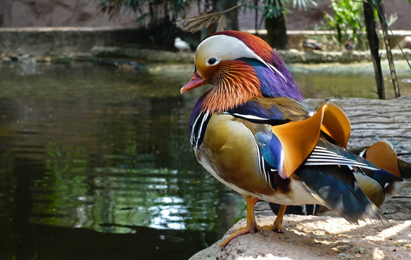 Mandarin duck standing in the river bank Stock Photo