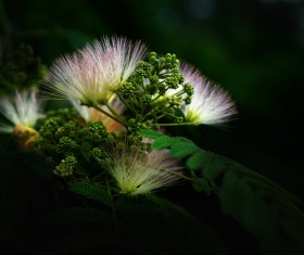 Micro shooting flowers Stock Photo