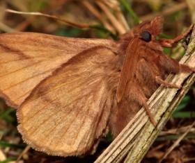 Moth close-up shots Stock Photo 01