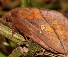 Moth close-up shots Stock Photo 02