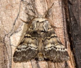 Moth close-up shots Stock Photo 03