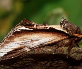 Moth close-up shots Stock Photo 04