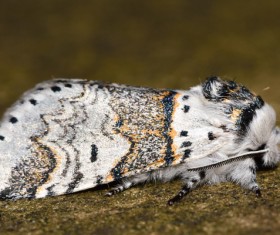 Moth close-up shots Stock Photo 05