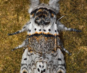 Moth close-up shots Stock Photo 06