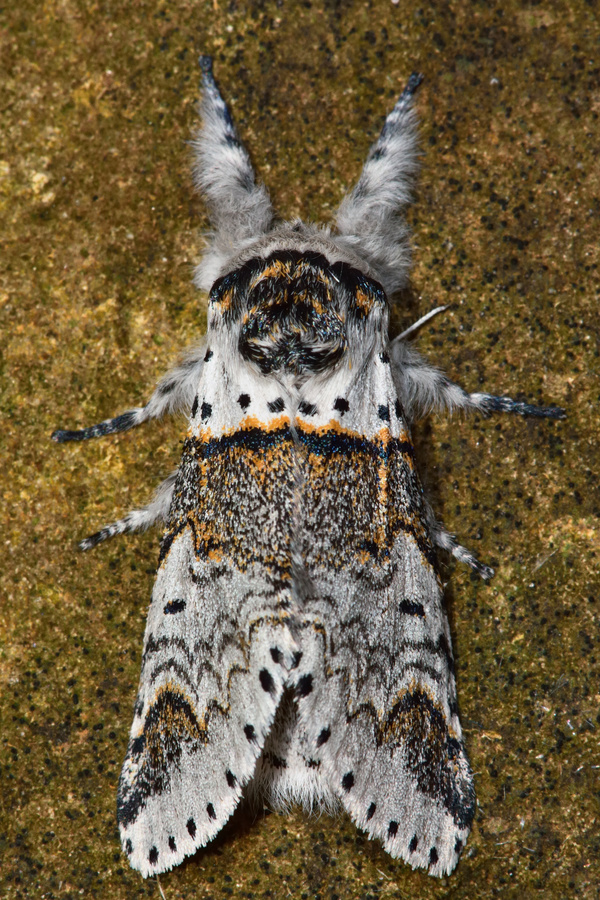 Moth close-up shots Stock Photo 06