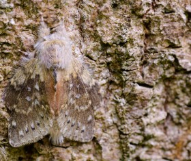 Moth close-up shots Stock Photo 07