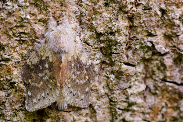 Moth close-up shots Stock Photo 07
