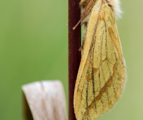 Moth close-up shots Stock Photo 08