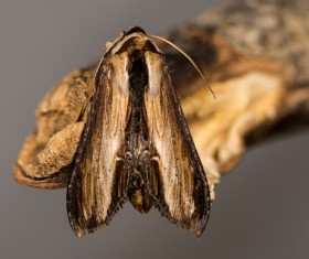 Moth close-up shots Stock Photo 09