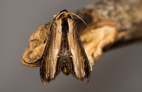 Moth close-up shots Stock Photo 09