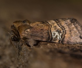 Moth close-up shots Stock Photo 10