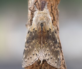 Moth close-up shots Stock Photo 11