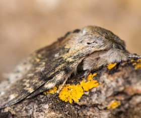 Moth close-up shots Stock Photo 12