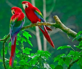 Multicolored macaw Stock Photo