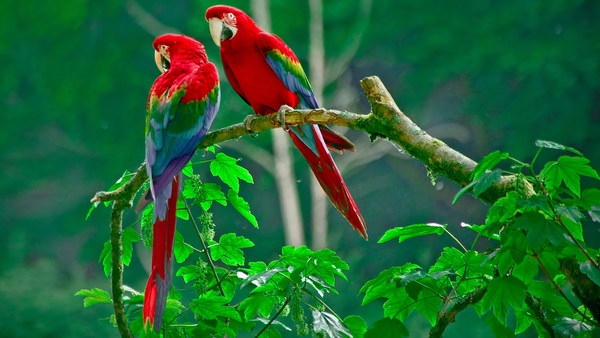 Multicolored macaw Stock Photo