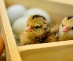 Newborn chicks Stock Photo
