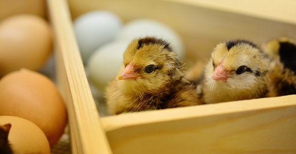 Newborn chicks Stock Photo