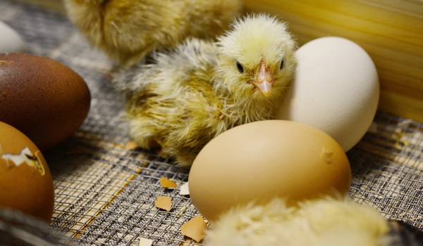 Newly hatched chicks and eggs Stock Photo 01