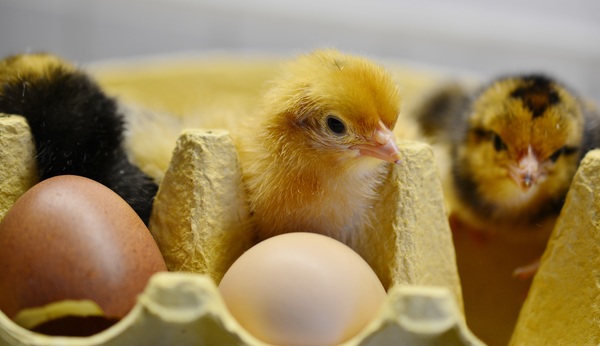 Newly hatched chicks and eggs Stock Photo 02