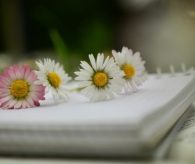 Notebook on the red and white chamomile Stock Photo 01