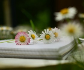 Notebook on the red and white chamomile Stock Photo 02