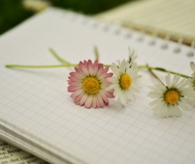 Notebook on the red and white chamomile Stock Photo 03