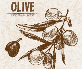Olive hand drawn vectors design set 02