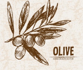 Olive hand drawn vectors design set 04