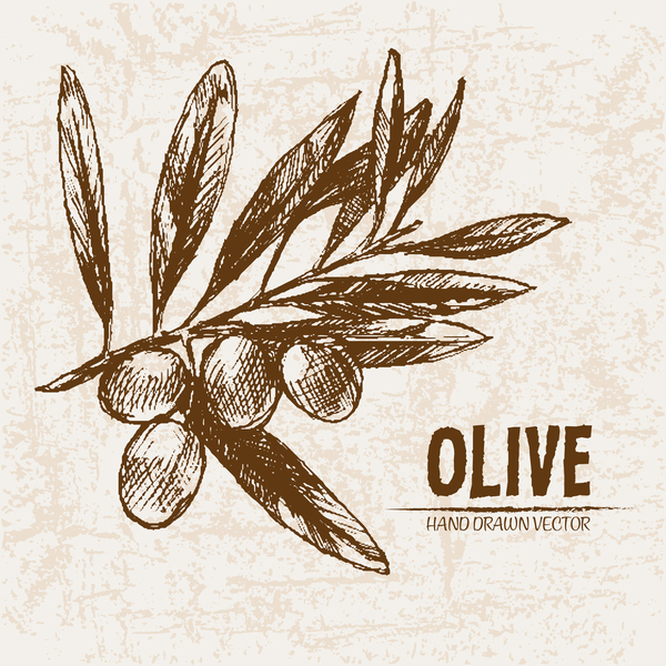 Olive hand drawn vectors design set 04
