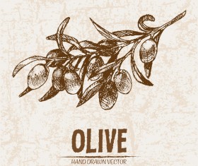 Olive hand drawn vectors design set 05