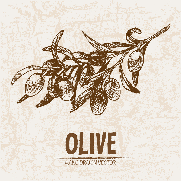 Olive hand drawn vectors design set 05