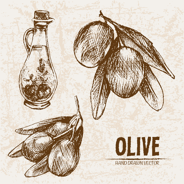 Olive hand drawn vectors design set 06